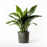 Cast Iron Plant