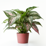 Chinese Evergreen
