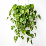 Pothos Epipremnum