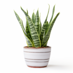 Snake plant