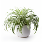 Spider Plant