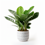 ZZ Plant